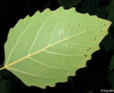 Populus grandidentata