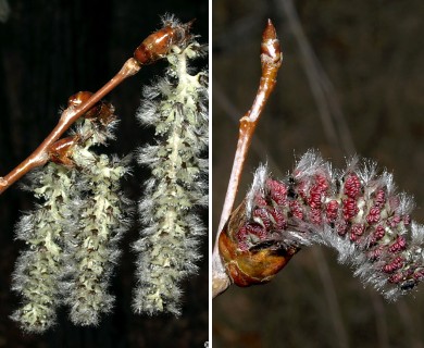 Populus tremuloides