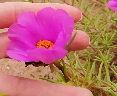 Portulaca grandiflora