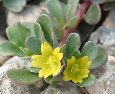 Portulaca oleracea