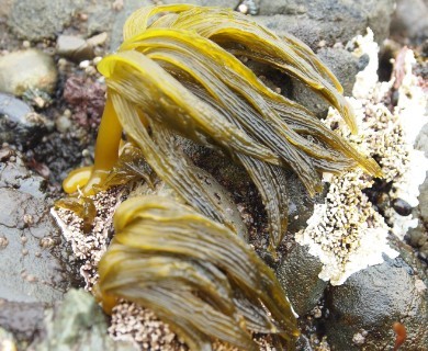 Postelsia palmiformis