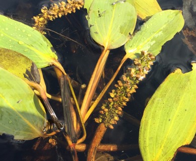 Potamogeton amplifolius