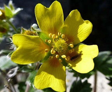 Potentilla X villosula