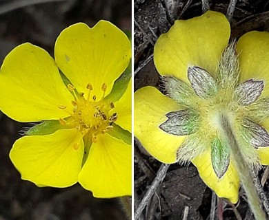 Potentilla arenosa