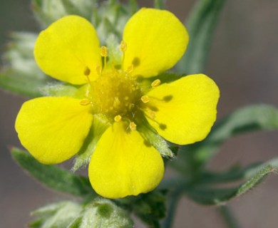 Potentilla argentea