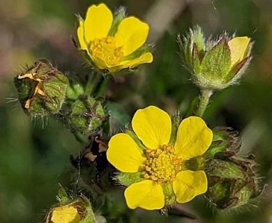 Potentilla bimundorum