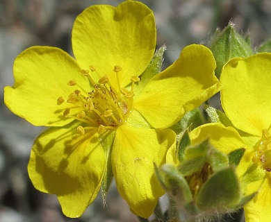 Potentilla drummondii