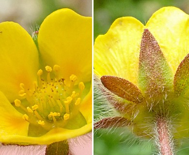 Potentilla hyparctica