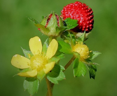 Potentilla indica