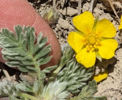 Potentilla macounii