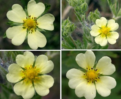 Potentilla recta