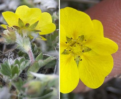 Potentilla subvahliana