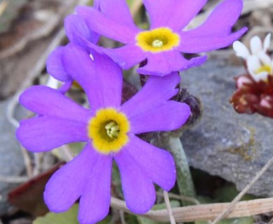 Primula borealis