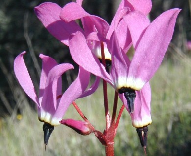 Primula hendersonii