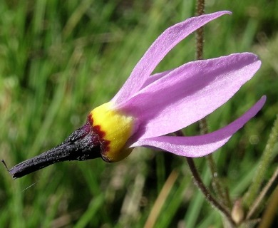 Primula jeffreyi