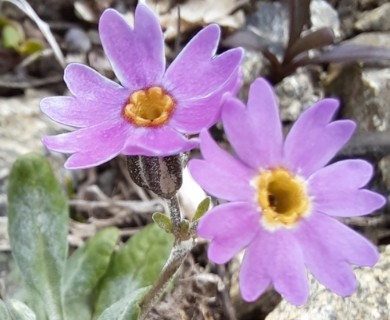 Primula laurentiana