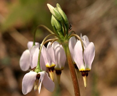 Primula meadia