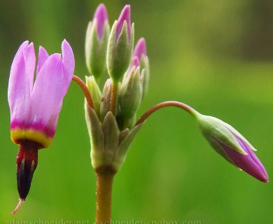 Primula pauciflora