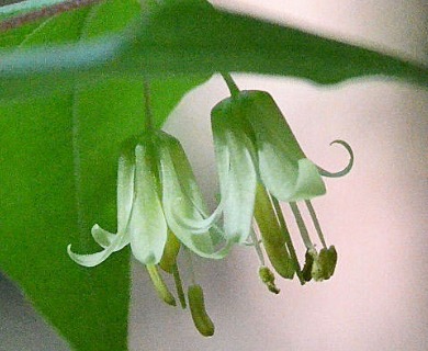 Prosartes hookeri