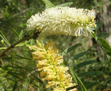 Prosopis glandulosa