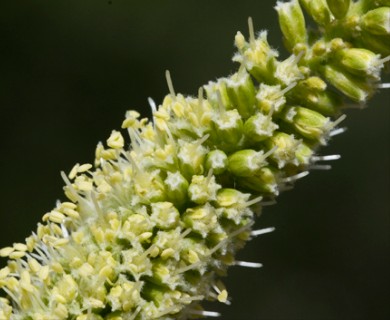 Prosopis velutina