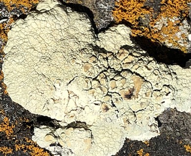 Protoparmeliopsis pinguis