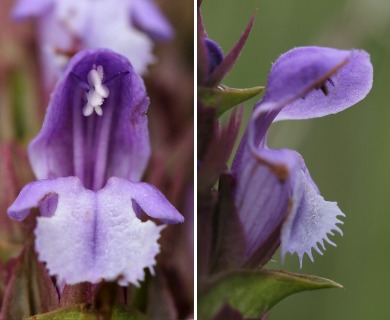 Prunella vulgaris