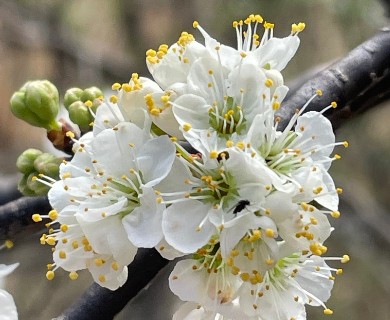 Prunus angustifolia