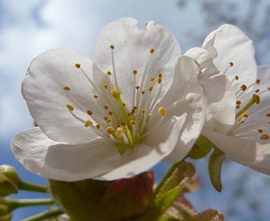 Prunus avium