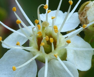 Prunus emarginata