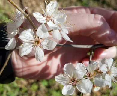 Prunus mexicana