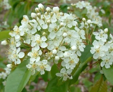 Prunus pensylvanica