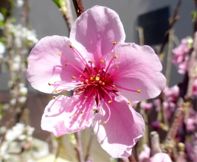 Prunus persica