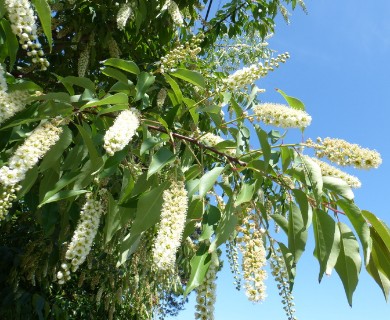 Prunus serotina