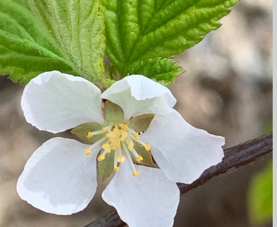 Prunus tomentosa