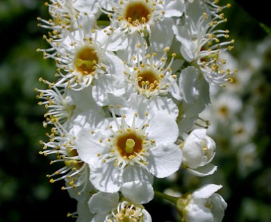 Prunus virginiana