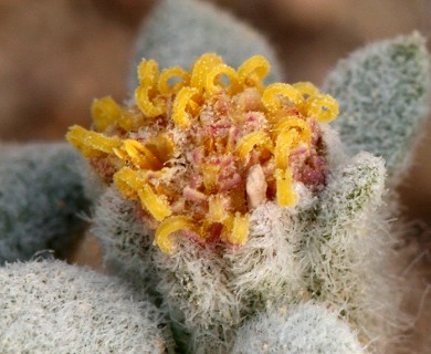 Psathyrotes ramosissima