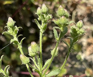 Pseudoconyza viscosa