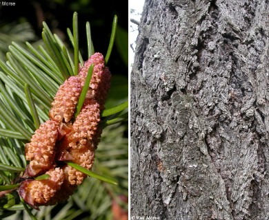 Pseudotsuga menziesii