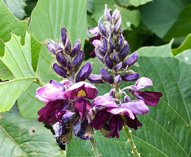 Pueraria montana