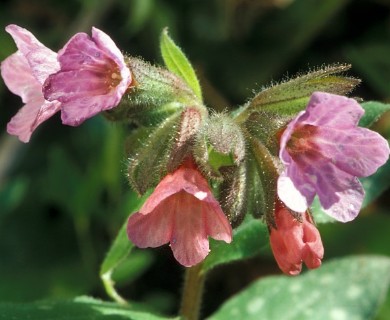 Pulmonaria officinalis