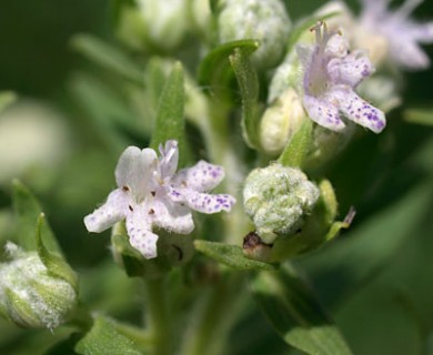 Pycnanthemum virginianum