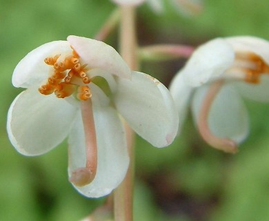 Pyrola elliptica