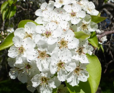 Pyrus calleryana