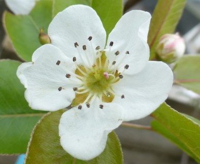 Pyrus communis