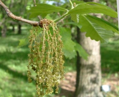 Quercus bicolor