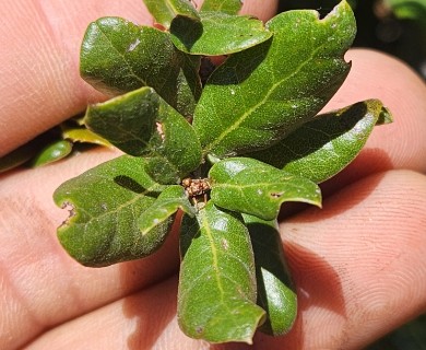 Quercus cedrosensis