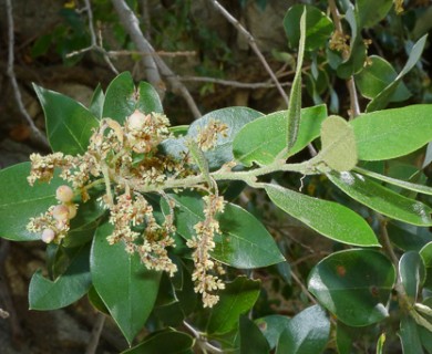 Quercus chrysolepis