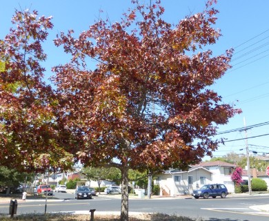 Quercus coccinea