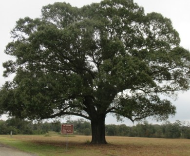 Quercus falcata